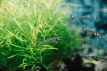 Gros plan du troupeau de petits poissons transparents sous l'eau dans l'aquarium sur fond flou coloré — Photo de stock