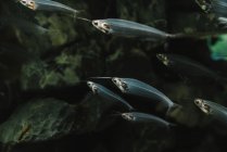 Крупним планом зграї дрібних прозорих риб під водою в акваріумі на барвистому розмитому фоні — стокове фото