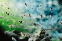 Closeup of flock of small transparent fishes underwater in aquarium on colorful blurred background — Stock Photo