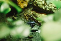 Wassergrüner Frosch versteckt sich im Aquarium — Stockfoto
