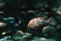 Colorful small archerfish with black stripes underwater in aquarium on blurred background — Stock Photo