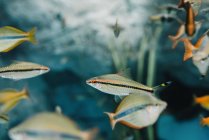 Vista lateral de colorido pequeño rebaño de diferentes peces arco iris bajo el agua sobre fondo borroso - foto de stock