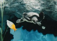 Desde abajo de la calma grande cerdo nariz tortuga nadando entre pequeños peces de colores bajo el agua sobre fondo borroso - foto de stock