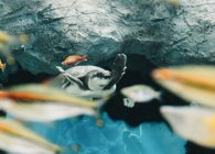 De baixo de calma grande porco nariz tartaruga nadando entre pequenos peixes coloridos debaixo d 'água no fundo borrado — Fotografia de Stock