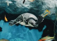 De baixo de calma grande porco nariz tartaruga nadando entre pequenos peixes coloridos debaixo d 'água no fundo borrado — Fotografia de Stock