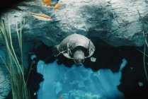 Знизу спокійна велика свиня носить черепаху, що плаває серед дрібних барвистих риб під водою на розмитому тлі — стокове фото