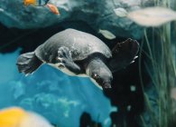 D'en bas de calmes gros cochons tortues musquées nageant parmi les petits poissons colorés sous l'eau sur fond flou — Photo de stock