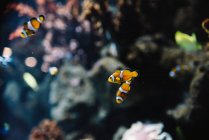 Дикие полосатые белые и оранжевые рыбы-клоуны среди красочных кораллов под водой в океане на размытом фоне — стоковое фото
