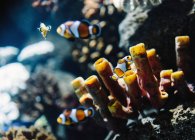 Дикі смугасті білі та помаранчеві клоунні риби серед барвистих коралів під водою в океані на розмитому тлі — стокове фото