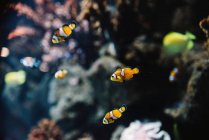 Pesci pagliaccio bianchi e arancioni striati selvatici tra coralli colorati sott'acqua in oceano su sfondo sfocato — Foto stock