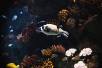 Arqueiro pequeno colorido com listras pretas subaquáticas em aquário em fundo embaçado — Fotografia de Stock