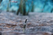Cabeça minúscula de pequena enguia de areia manchada entre o fundo do seixo em mar claro no fundo borrado — Fotografia de Stock