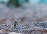 Крошечная головка мелкого пятнистого песчаного угря среди галечного дна в чистом море на размытом фоне — стоковое фото