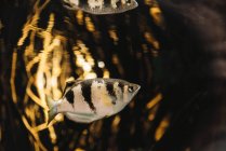Bunte kleine Bogenfische mit schwarzen Streifen unter Wasser im Aquarium auf verschwommenem Hintergrund — Stockfoto