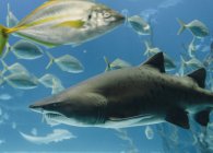 Grande squalo nero tra alghe verdi e stormi di piccoli pesci sott'acqua blu — Foto stock