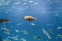 Vue latérale du troupeau de poissons sous l'eau bleue claire dans la mer — Photo de stock