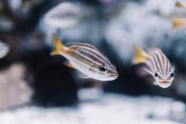 Piccoli pesci a strisce con code arancioni sotto acqua limpida su fondo sfocato — Foto stock