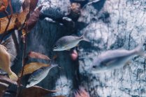 Seitenansicht des Ozeans Schwarm von Fischen unter klarem blauem Wasser im Meer — Stockfoto
