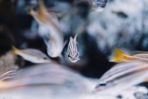Kleine gestreifte Fische mit orangefarbenen Schwänzen unter klarem Wasser auf verschwommenem Hintergrund — Stockfoto