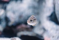 Petits poissons rayés avec des queues orange sous l'eau claire sur fond flou — Photo de stock
