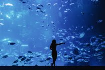 Visão traseira da silhueta feminina apontando com o dedo em grandes peixes exóticos através de vidro no oceanário moderno — Fotografia de Stock