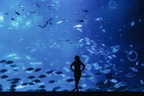 Вид сзади женского силуэта, смотрящего на рыб через стекло в современном океанариуме — стоковое фото
