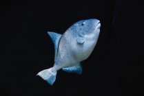 Gros poissons à l'échelle grise sous l'eau de mer sur fond sombre et flou dans l'océanarium — Photo de stock