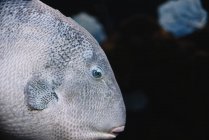 Pesce grande con scala di grigi sotto l'acqua di mare su sfondo scuro sfocato in oceanario — Foto stock