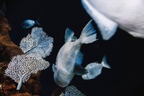 Grandes peces con escamas grises bajo el agua de mar sobre fondo oscuro borroso en el oceanario - foto de stock