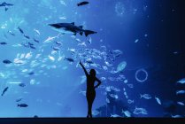 Visão traseira da silhueta feminina apontando com o dedo em grandes peixes exóticos através de vidro no oceanário moderno — Fotografia de Stock