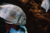 Big fish with grey scale under sea water on dark blurred background in oceanarium — Stock Photo