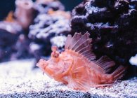 Side view of small wild red Scorpion fish on aquarium bottom near rough rock on blurred background — Stock Photo