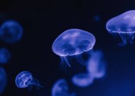Tranquil transparente medusas azules bajo el agua de mar turquesa sobre fondo borroso - foto de stock