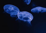 Tranquil transparent blue jellyfishes under sea turquoise water on blurred background — Stock Photo