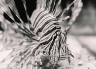 Зверху чорно-біла смугаста морська рибка біля дна акваріума на розмитому фоні — стокове фото
