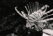 De cima de peixe-leão de mar listrado preto e branco perto do fundo do aquário no fundo borrado — Fotografia de Stock