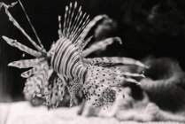From above of black and white striped sea lionfish near bottom of aquarium on blurred background — Stock Photo