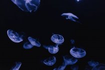 Tranquilo transparente azul medusas sob mar turquesa água no fundo borrado — Fotografia de Stock