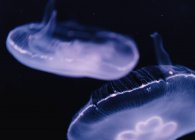 Спокойные прозрачные голубые медузы под морской бирюзовой водой на размытом фоне — стоковое фото