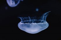 Tranquille méduses bleues transparentes sous l'eau turquoise de mer sur fond flou — Photo de stock