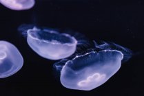 Tranquil transparent blue jellyfishes under sea turquoise water on blurred background — Stock Photo
