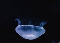 Tranquil transparent blue jellyfish under sea turquoise water on blurred background — Stock Photo