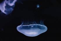 Tranquilo transparente azul medusas sob mar turquesa água no fundo borrado — Fotografia de Stock
