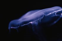 Спокойная прозрачная голубая медуза под бирюзовой водой на размытом фоне — стоковое фото