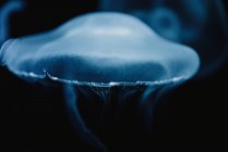 Tranquillo medusa blu trasparente sotto acqua turchese mare su sfondo sfocato — Foto stock