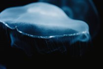 Транквіль прозора блакитна медуза під морською бірюзовою водою на розмитому фоні — стокове фото
