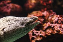 Side view of crop grey moray eel under sea water with colorful red corals on blurred background — Stock Photo