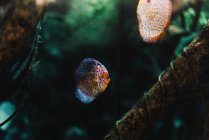 Bunte kleine Diskusfische unter Meerwasser inmitten tropischer Meerespflanzen auf verschwommenem Hintergrund — Stockfoto