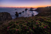 Von oben eine wunderbare Landschaft aus rosa Blumen, die an der felsigen Küste der Costa Brava blühen — Stockfoto