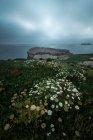 From above wonderful scenery of white flowers blooming on rocky seashore of Costa Brava — Stock Photo